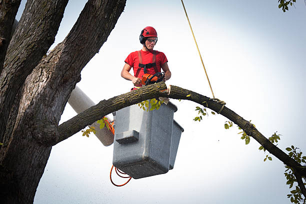 How Our Tree Care Process Works  in  Totowa, NJ